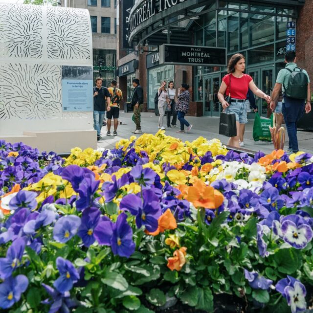 Les fleurs au centre-ville face à la Place Montréal Trust