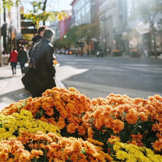 Les fleurs automnales au centre-ville de Montréal