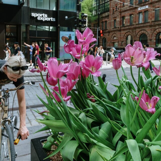 Les tulipes au printemps au centre-ville de Montréal