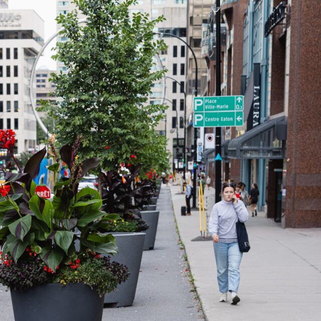 Verdissement de l'Avenue McGill College en été au centre-ville de Montréal