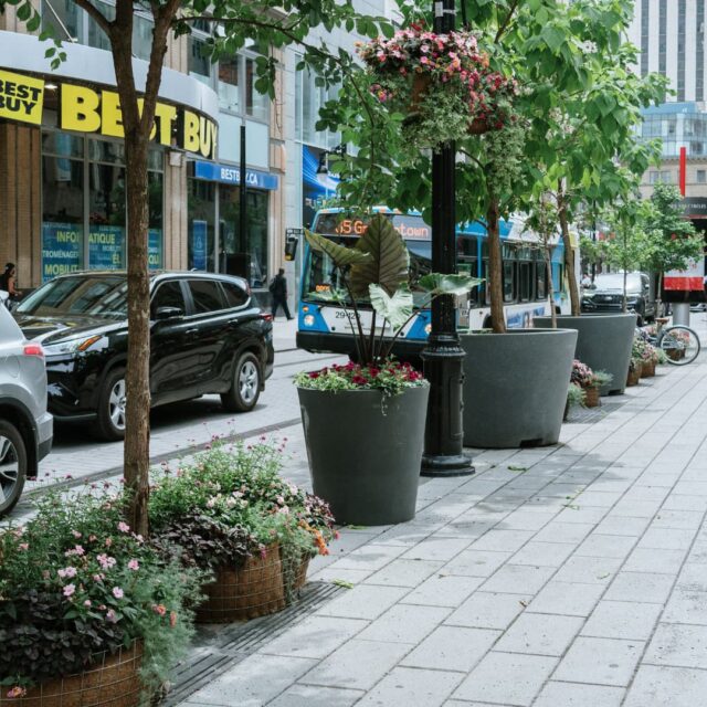 Verdissement de la rue Sainte-Catherine Ouest en été au centre-ville de Montréal devant le Best Buy