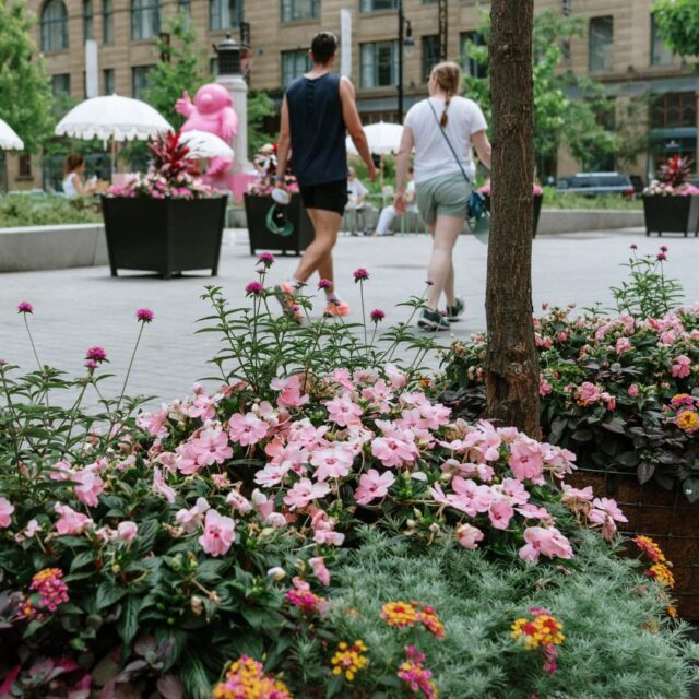 Jardinières au sol avec les fleurs au printemps au square Phillips et devant le Monsieur Rose de Philippe Katherine