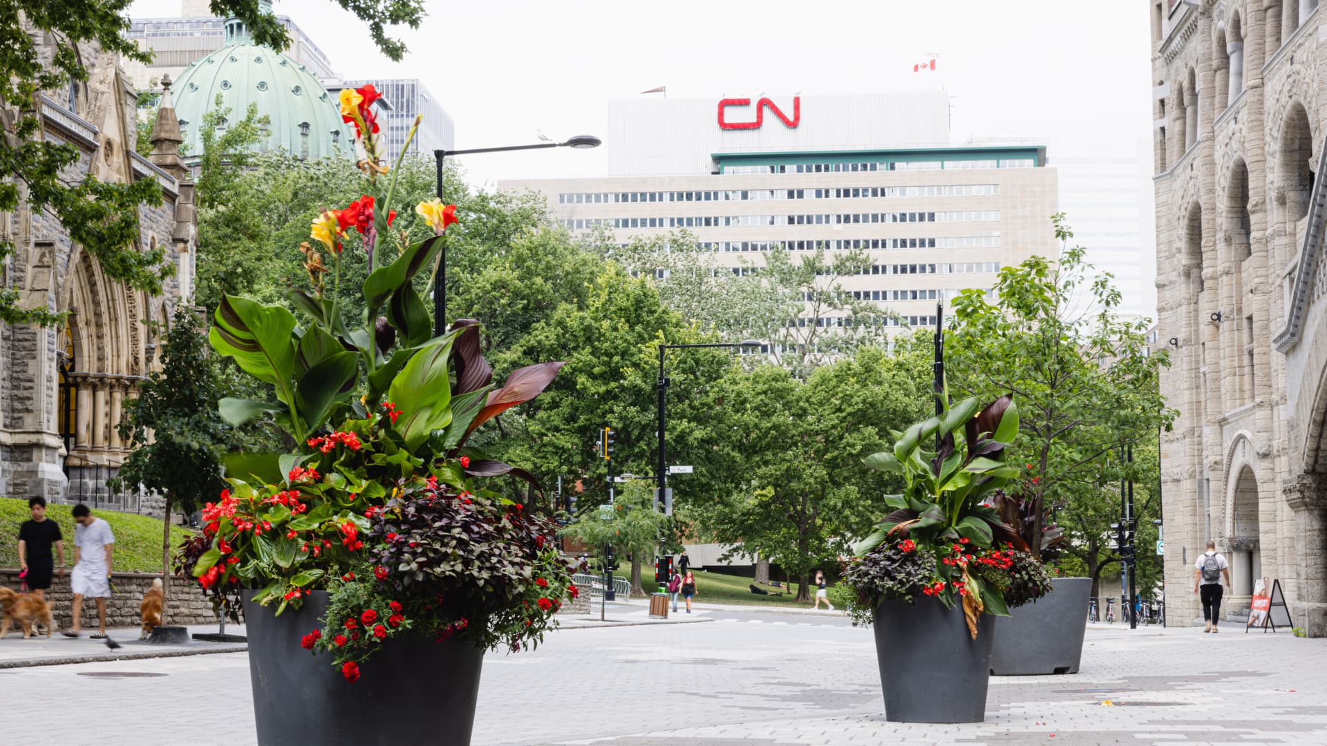 Verdissement Avenue des Canadiens de Montréal, été 2024