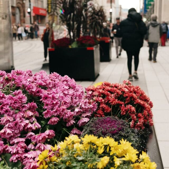 Verdissement 4 saisons de Montréal centre-ville : aménagements floraux d'automne