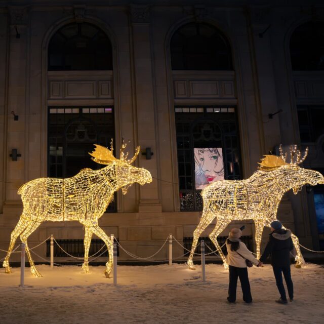 Un couple se tient la main devant deux orignaux géants illuminés au centre-ville de Montréal